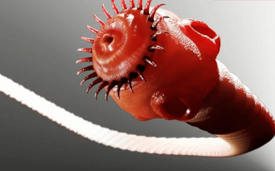 črv parazit iz človeškega telesa