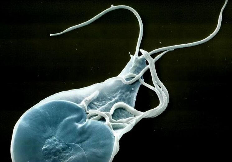 črevesne lamblije pri ljudeh